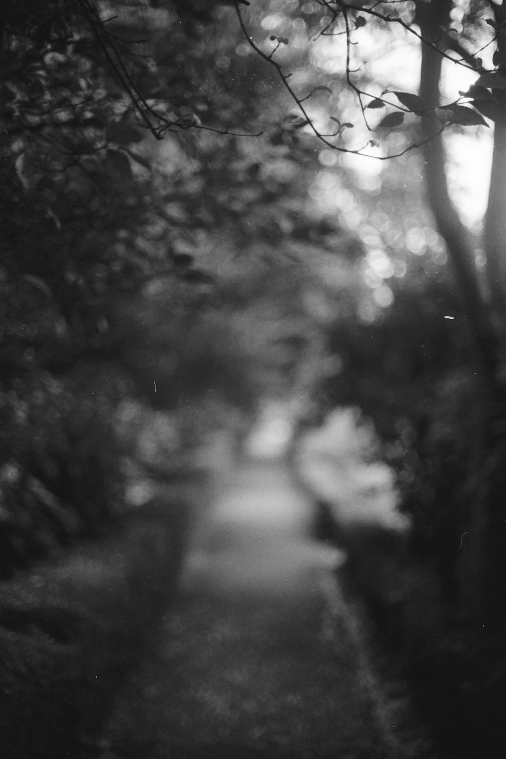 grayscale photo of trees during daytime