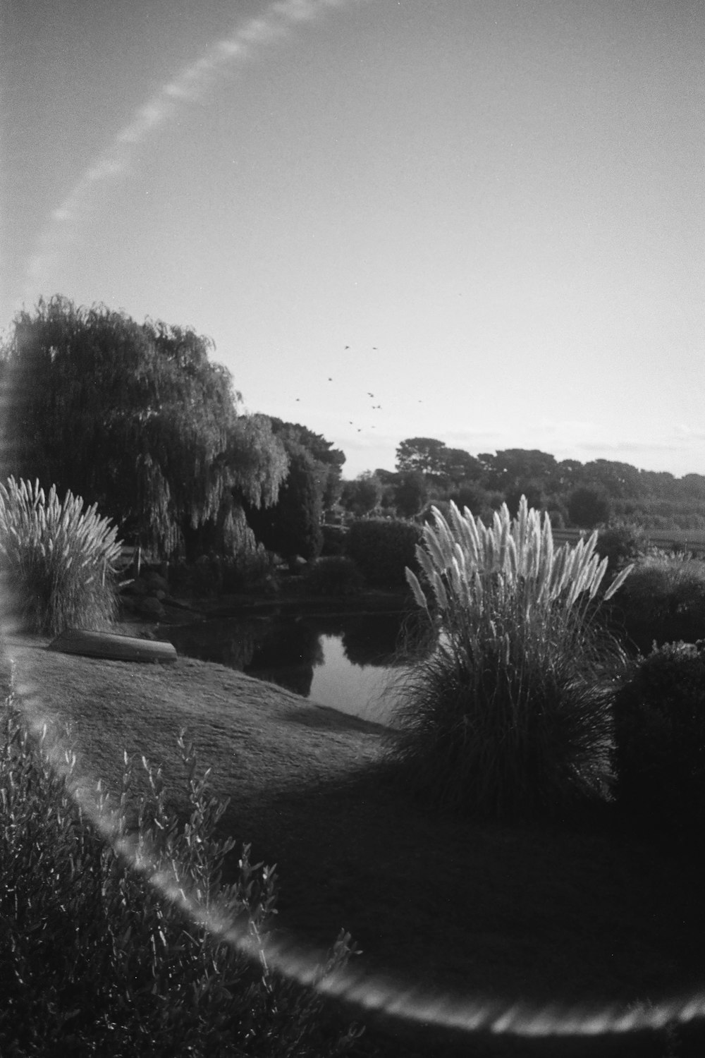 grayscale photo of trees near river