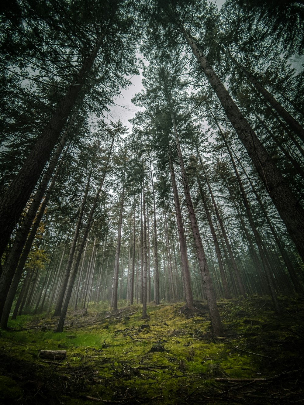 alberi verdi su campo di erba verde durante il giorno