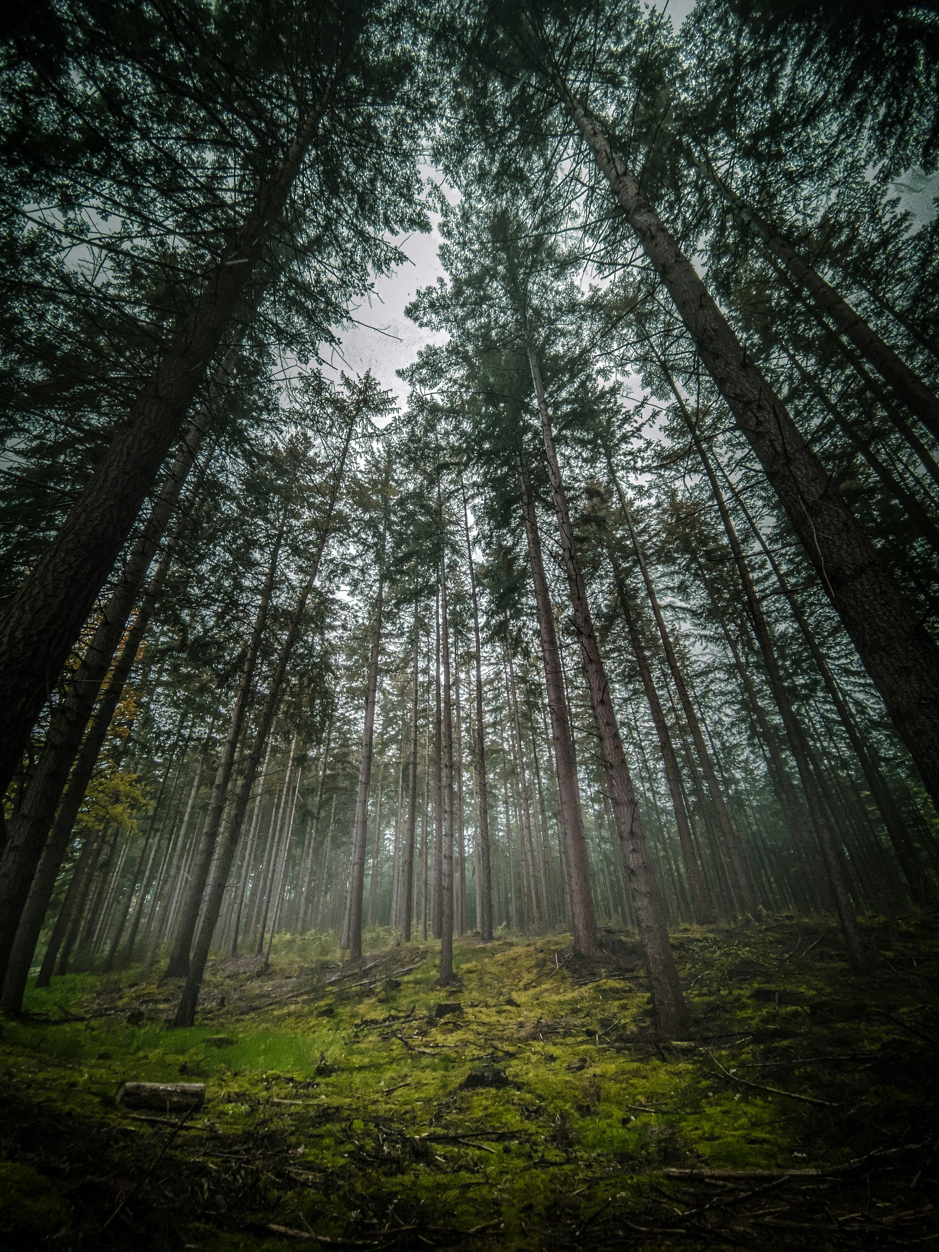 Misty morning in a mossy forest.