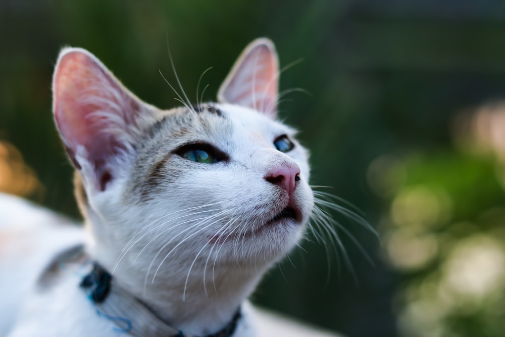 weiße und graue Katze mit blauem Halsband