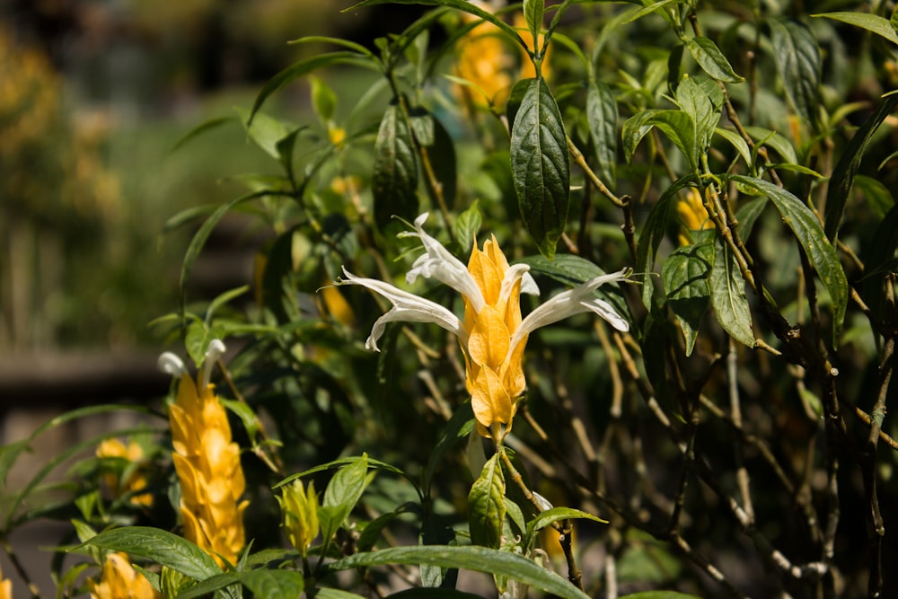 yellow flower in tilt shift lens