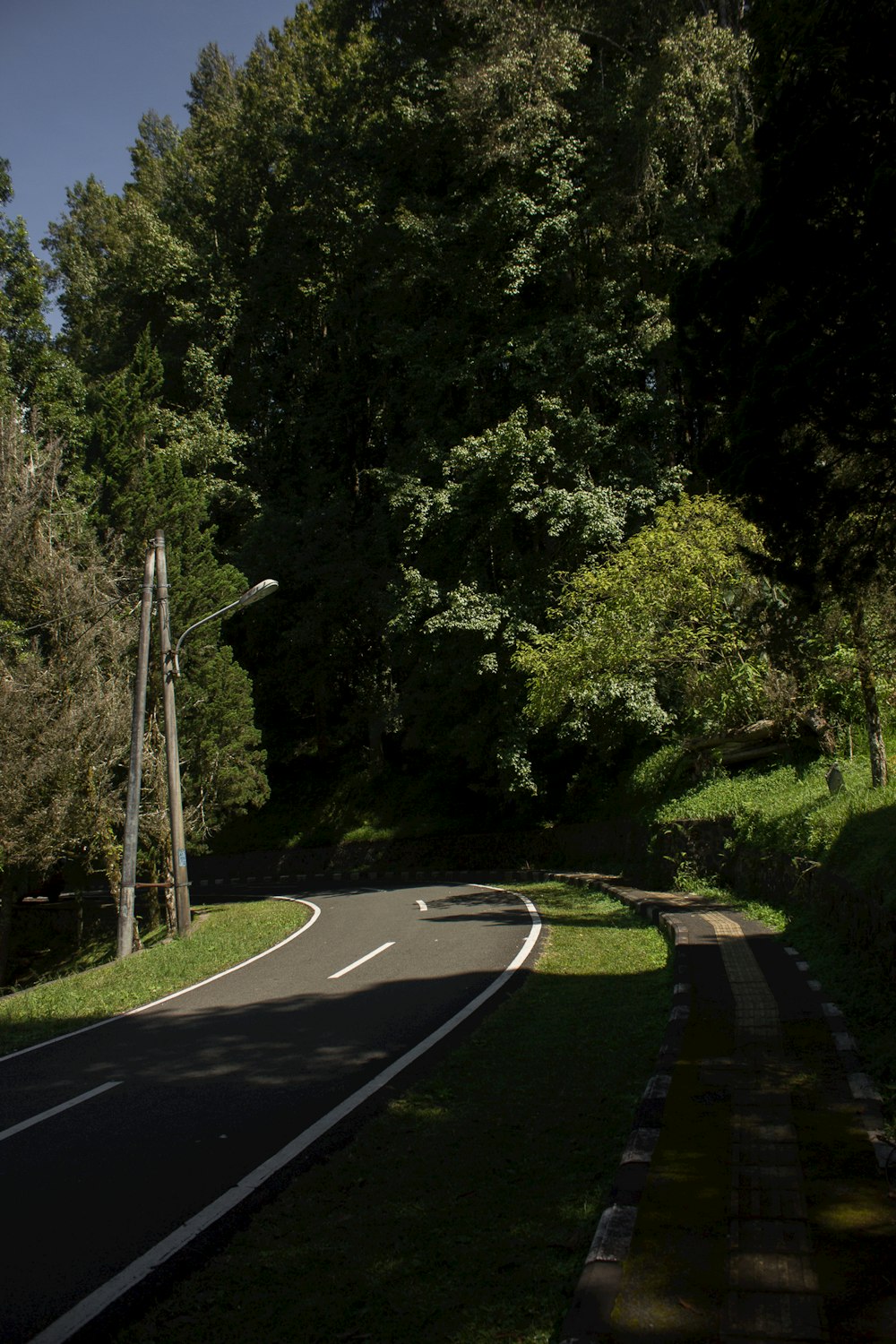 gray concrete road between green trees during daytime