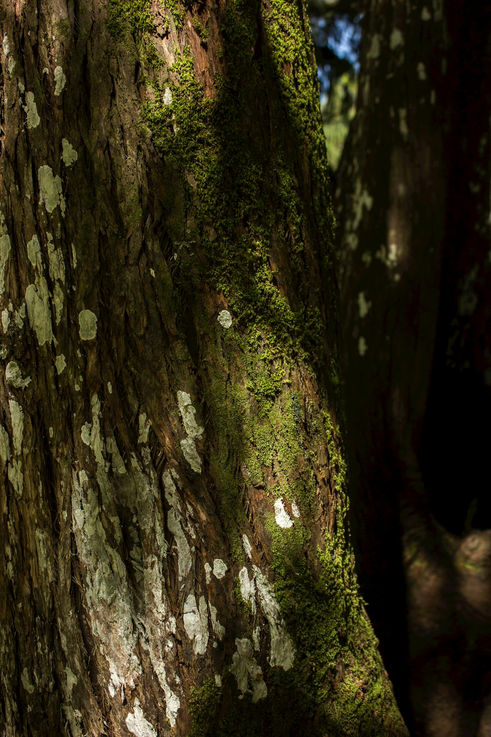 brown and green tree trunk