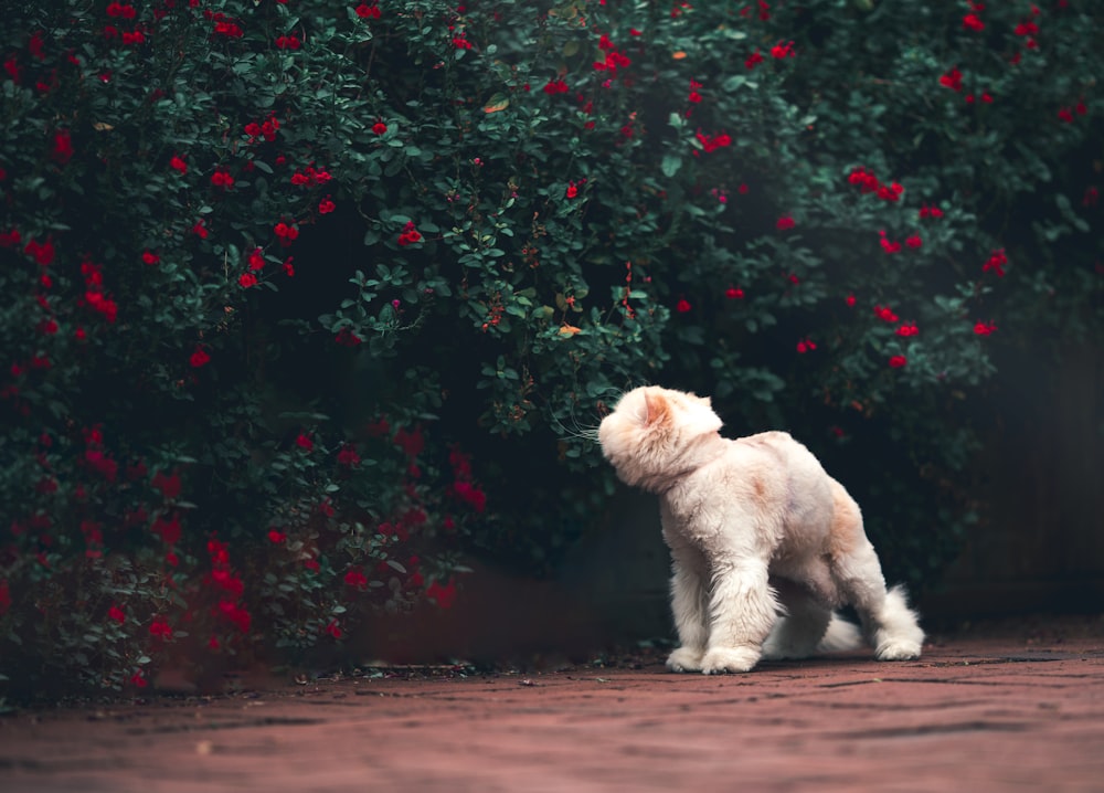 white poodle puppy on brown dirt road