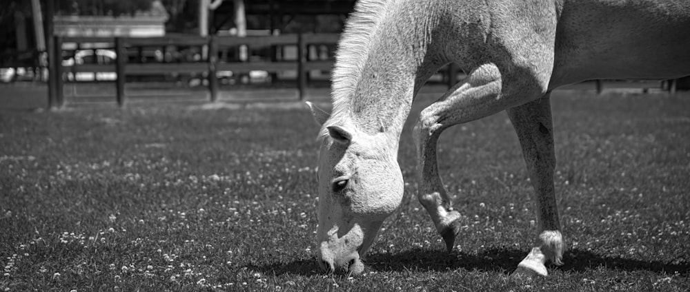 white horse on green grass field during daytime