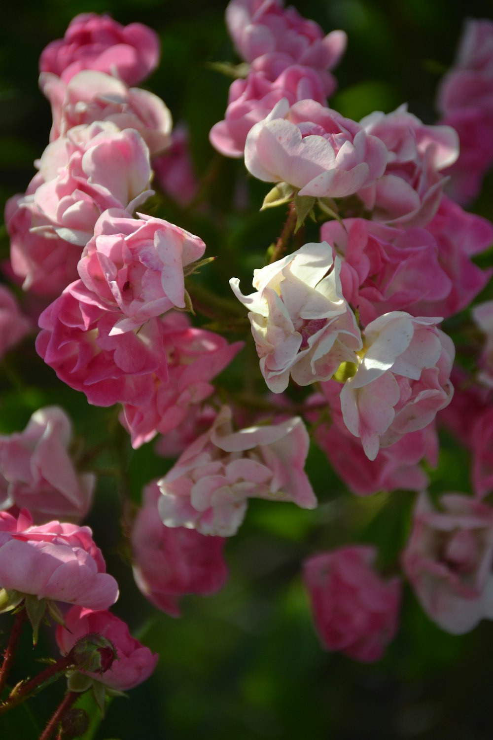 pink and white flowers in tilt shift lens