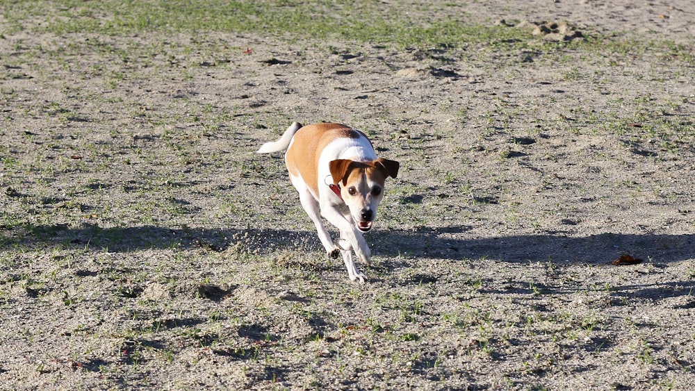 brown and white short coated dog on brown field during daytime