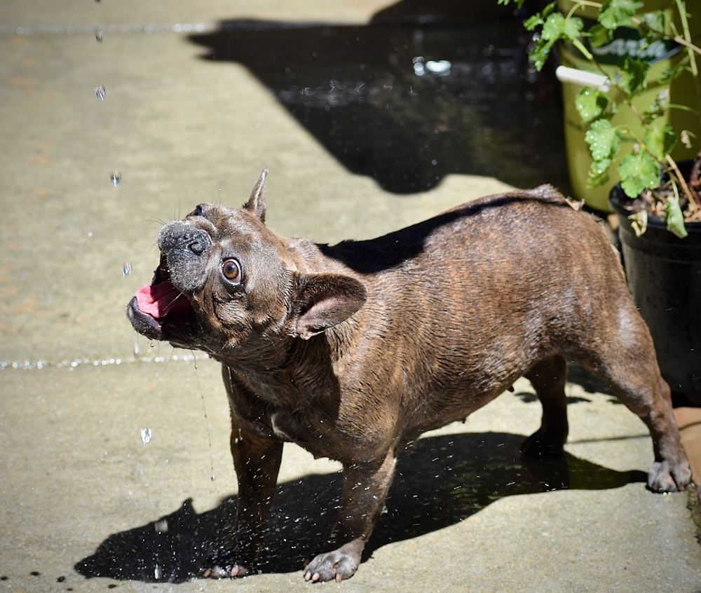 brown short coated dog on water during daytime