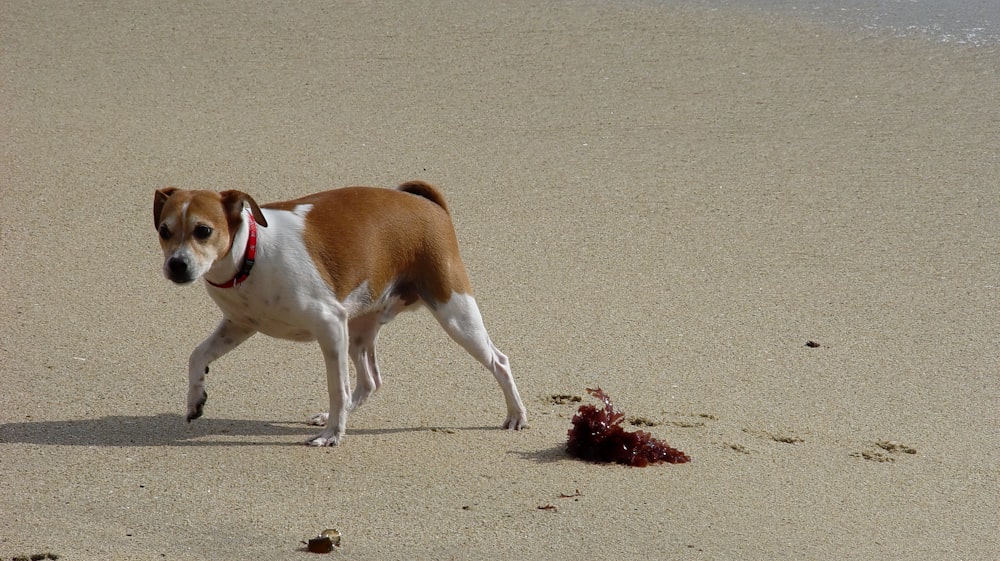 brown and white short coated dog on brown sand