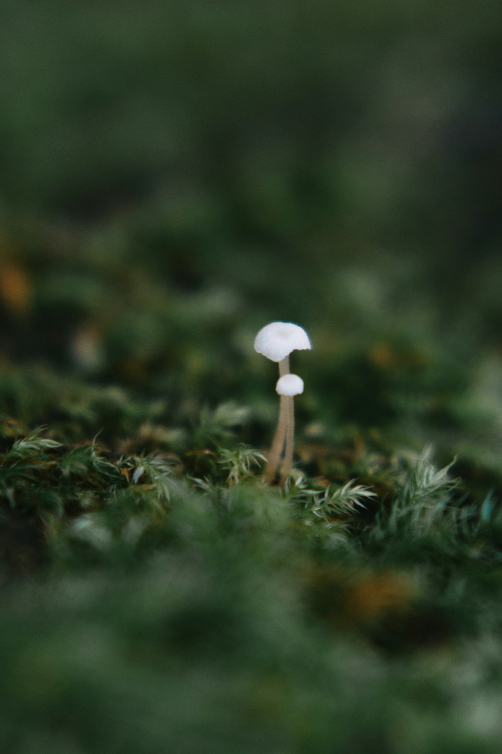 white mushroom in green grass