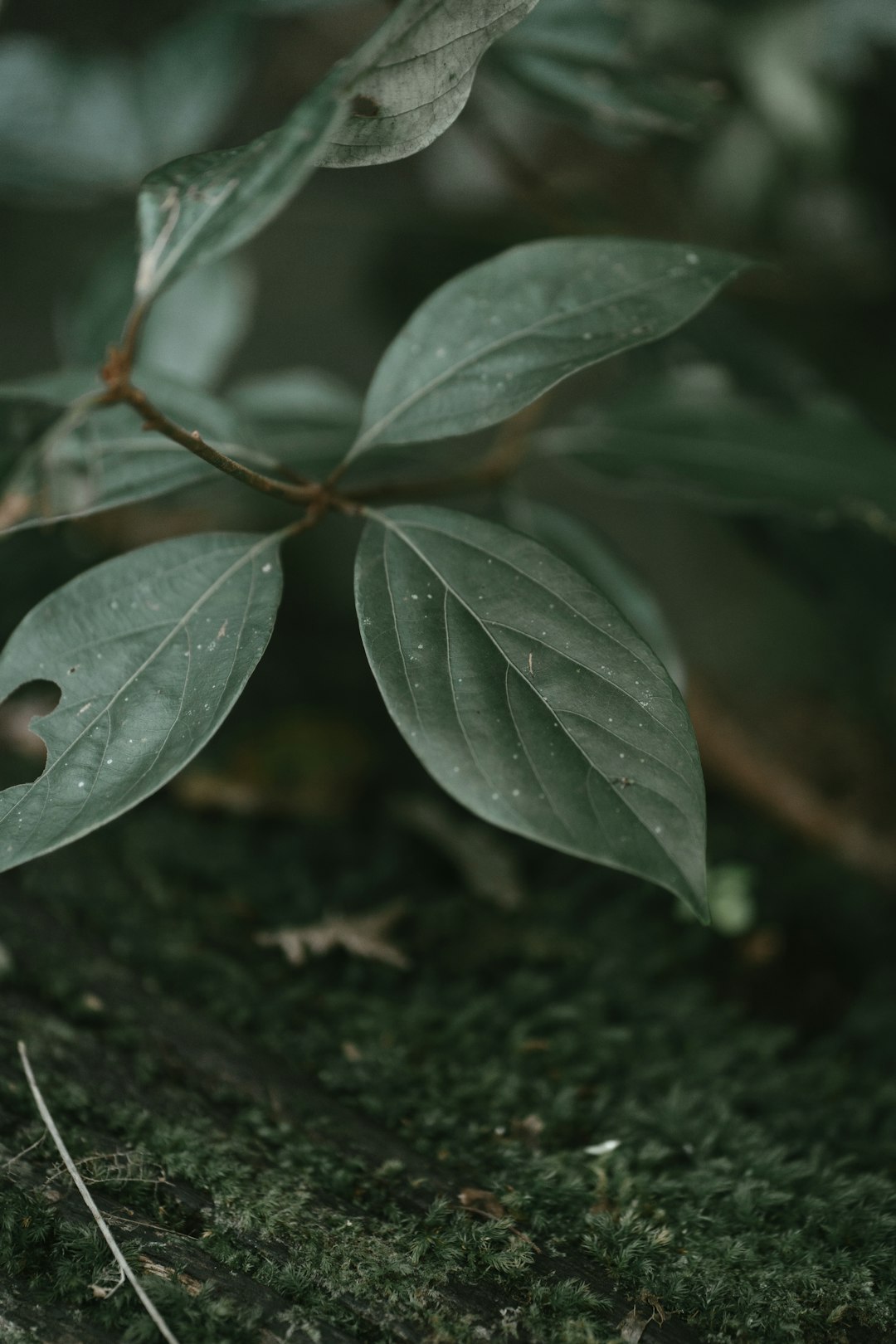 green leaf plant in close up photography