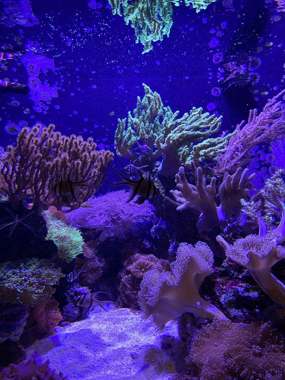 black and white coral reef
