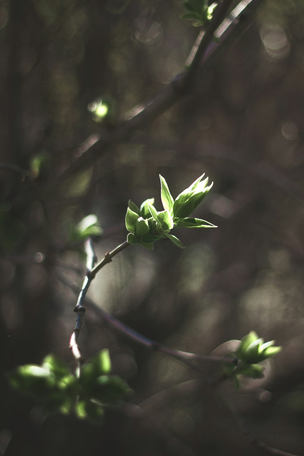 green leaf plant in close up photography