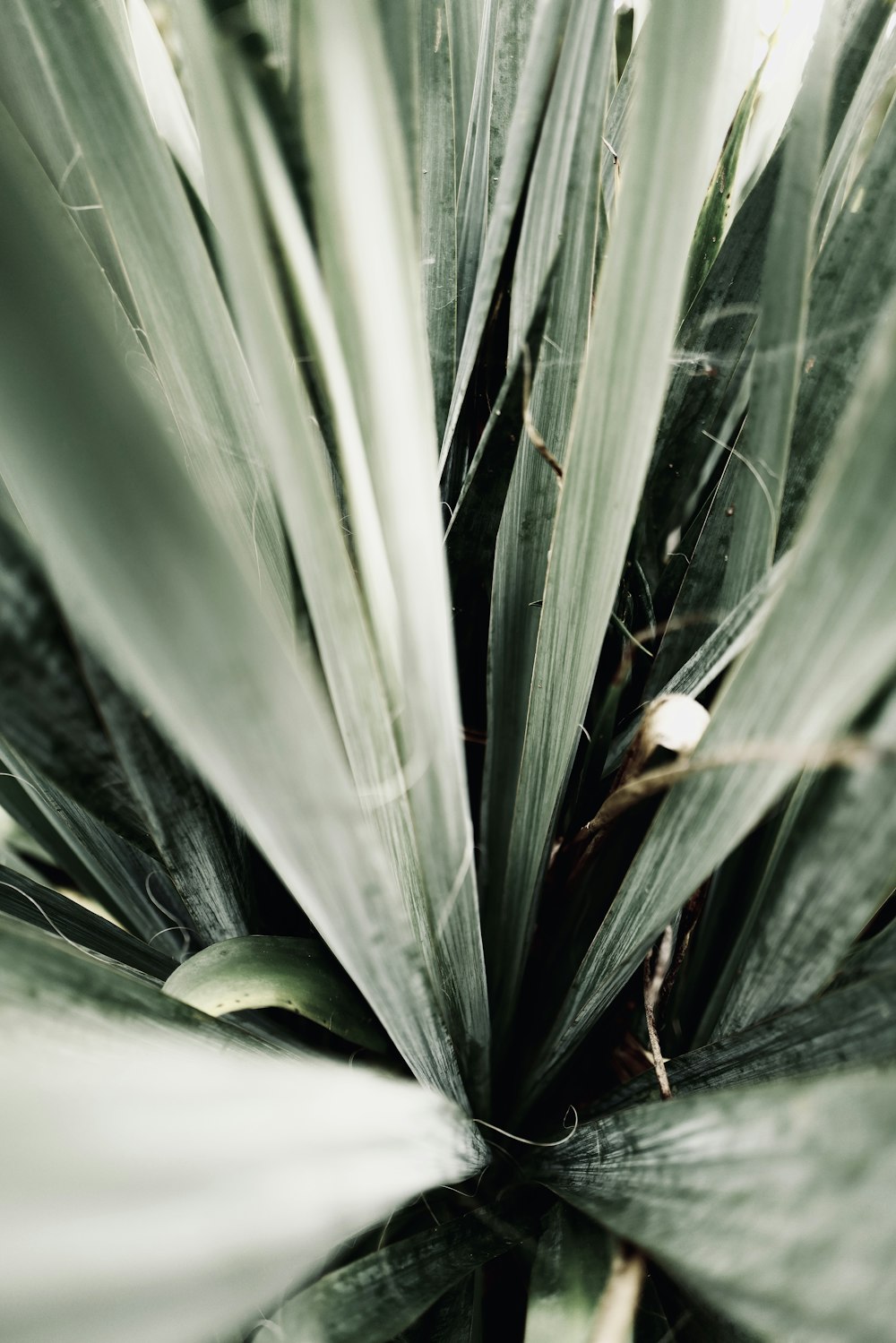 green plant in close up photography