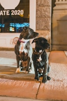 Two dogs are sitting on a sidewalk at night, illuminated by warm street lighting. One dog has a purple collar and the other has a brown collar. A window in the background displays the year 2020 and there are blue decorative lights visible inside.