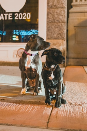 Two dogs are sitting on a sidewalk at night, illuminated by warm street lighting. One dog has a purple collar and the other has a brown collar. A window in the background displays the year 2020 and there are blue decorative lights visible inside.