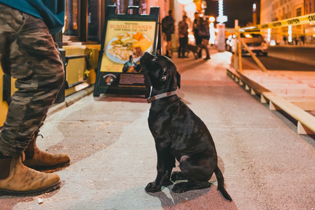 black short coated medium sized dog on gray concrete floor