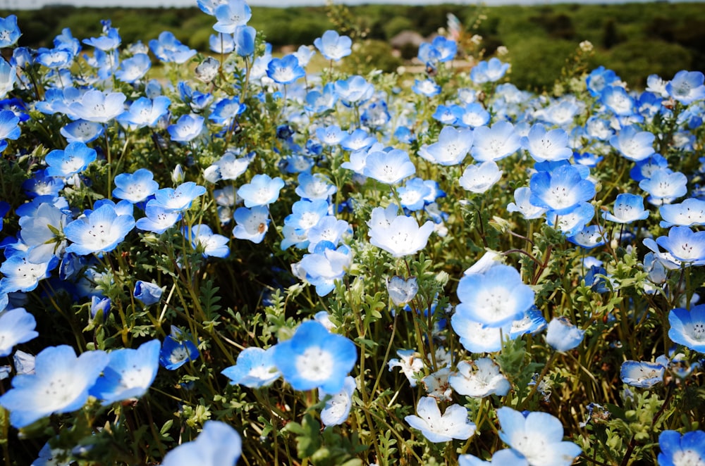 blue flowers with green leaves