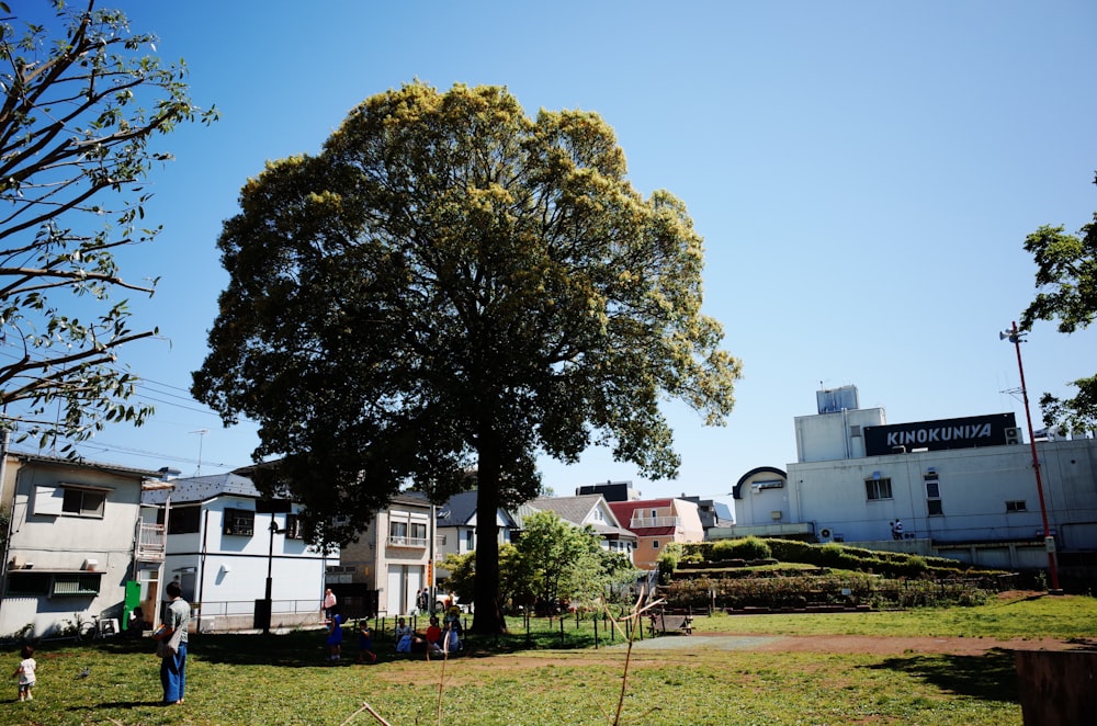 green tree near white concrete building during daytime