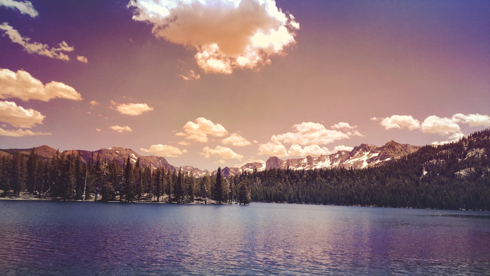 green trees near body of water under blue sky during daytime