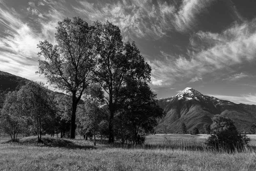 grayscale photo of trees and mountains