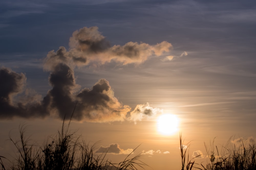 silhouette of grass during sunset