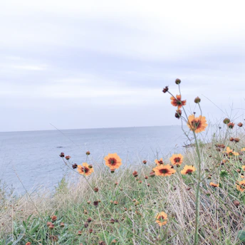 A vibrant watercolor painting of wildflowers swaying gently by the ocean shore at sunset.
