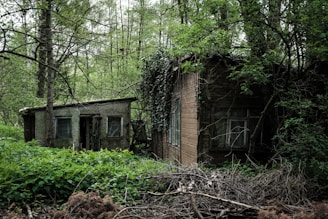 Two abandoned wooden cottages are situated in a dense, overgrown forest. The buildings are overrun with vines and surrounded by lush greenery. Broken windows and the decaying structure suggest long-term neglect. The surrounding area is dense with trees and underbrush, creating a secluded and eerie atmosphere.