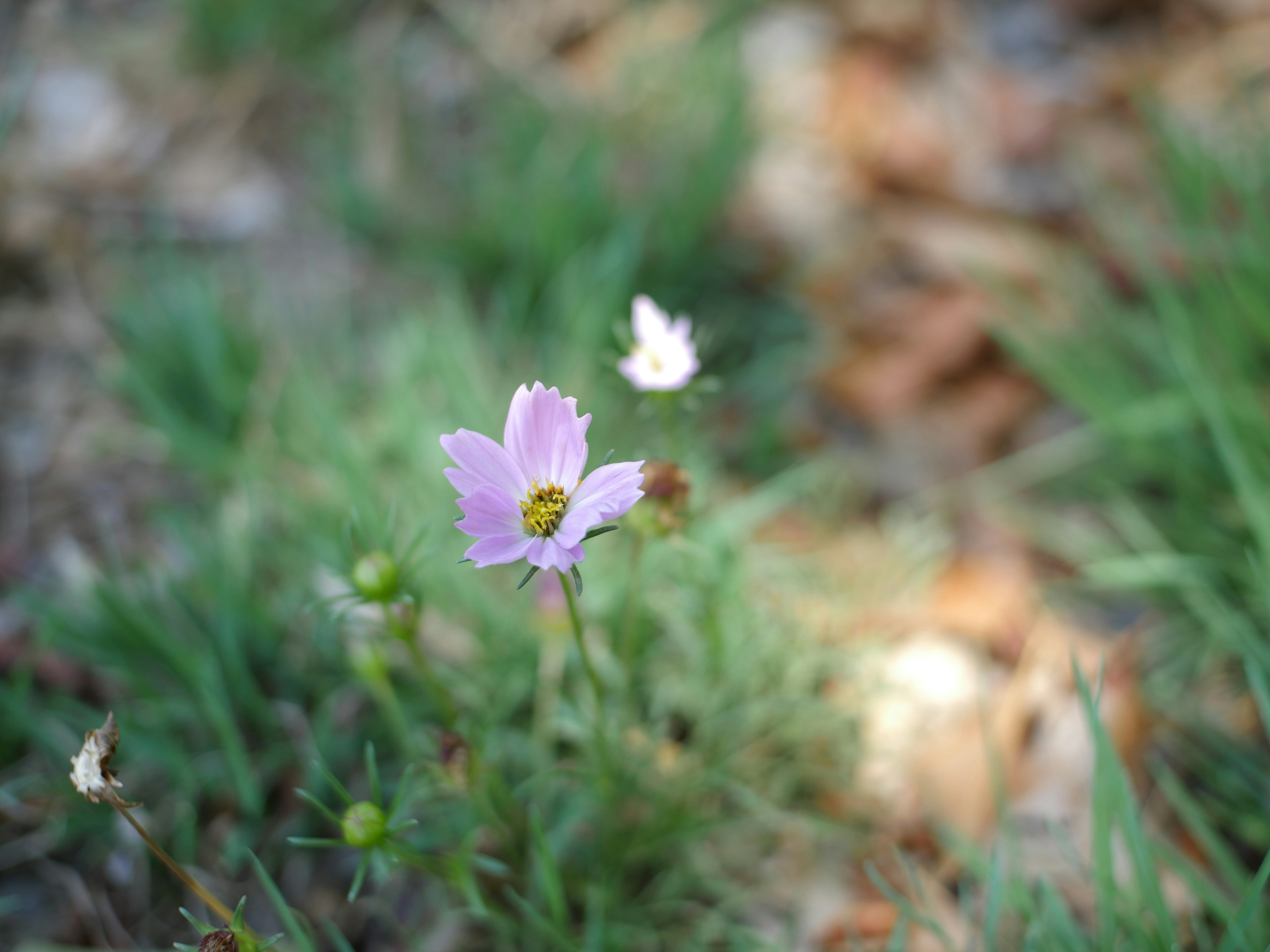昼間の緑の芝生に紫の花の写真 Unsplashの無料写真
