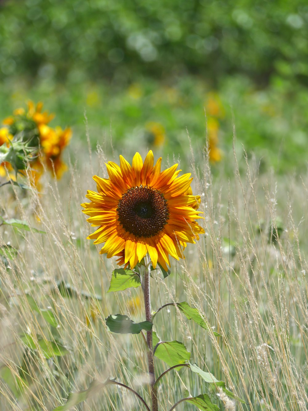 yellow sunflower in bloom during daytime