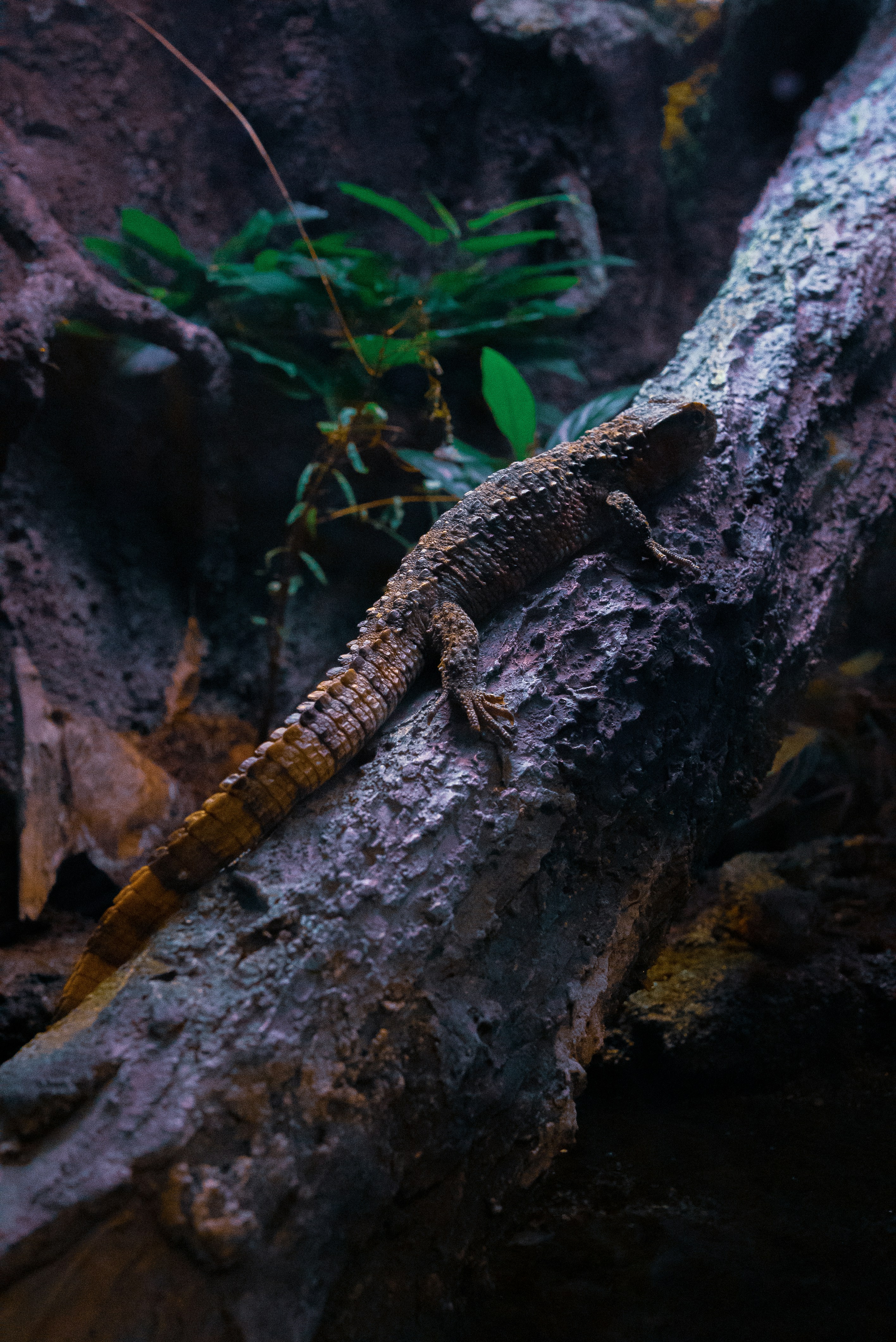 Photo by giginkrishnan