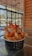 A bowl of crispy fries topped with a creamy sauce and crunchy orange snacks is placed on a glass table. The setting is a modern, well-lit cafe with large glass windows and wooden paneling, offering a view of the outdoors.