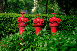 red fire hydrant surrounded by green plants