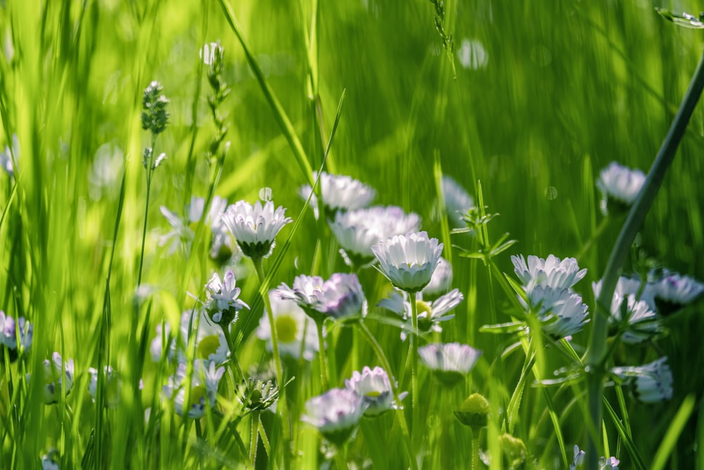 Flores púrpuras en un campo de hierba verde durante el día