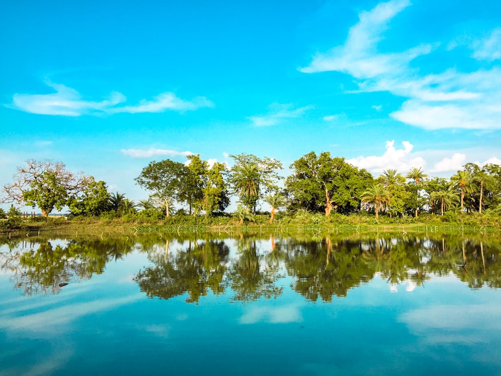 green trees beside body of water under blue sky during daytime