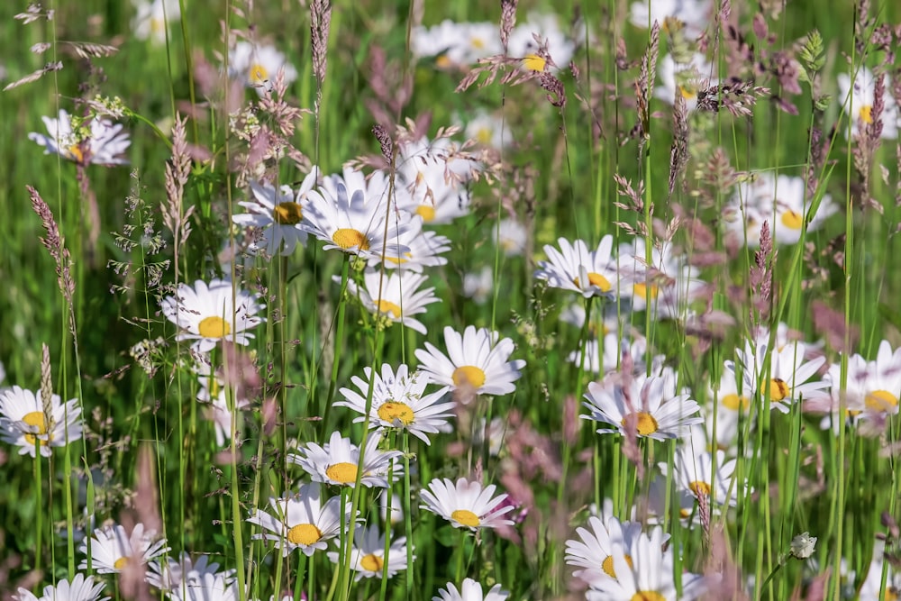 fleurs blanches et jaunes pendant la journée