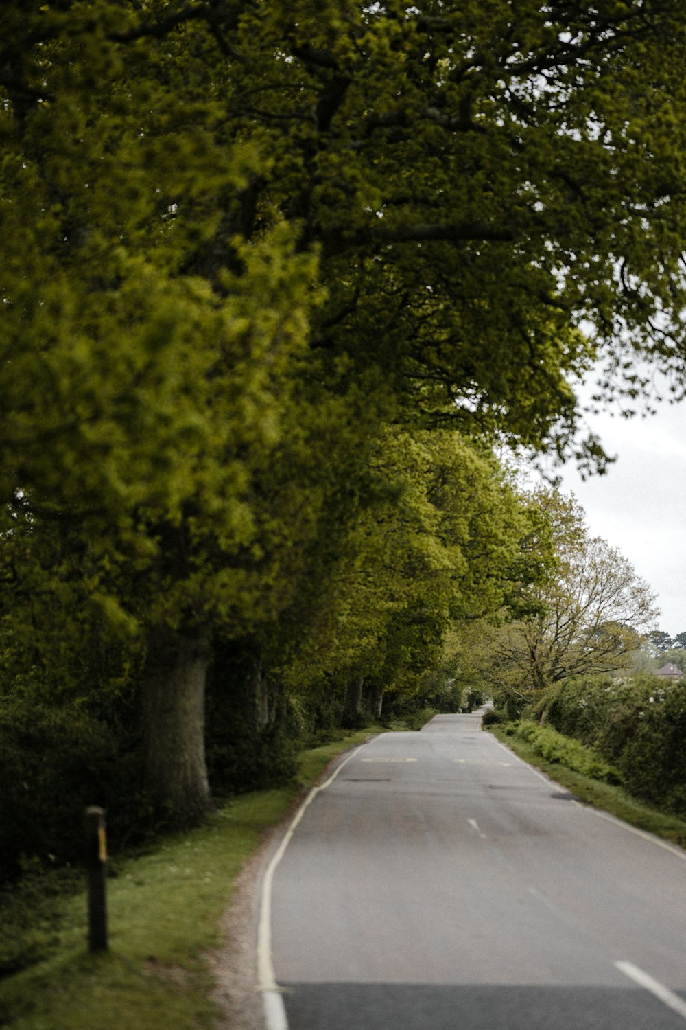 gray concrete road between green trees during daytime