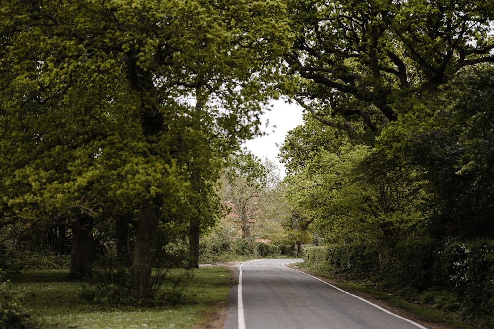 gray concrete road between green trees during daytime