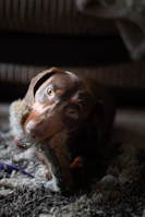 A playful puppy chewing on a colorful toy in a bright living room.