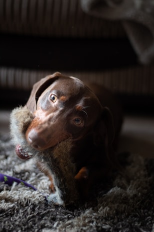 A brown dog with light-colored eyes is chewing on a fluffy toy while lying on a textured, multicolored rug in a dimly lit room.