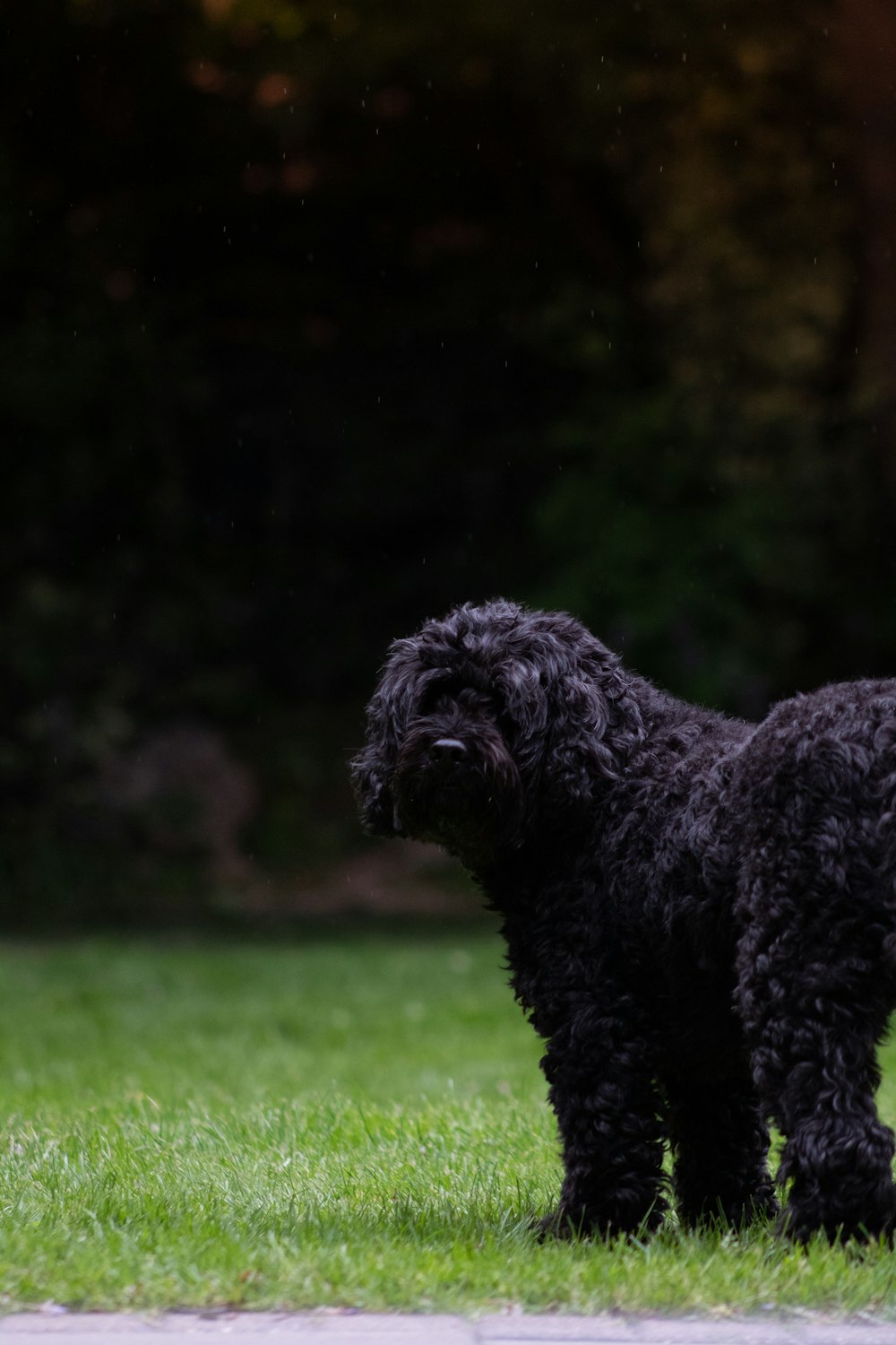 black poodle on green grass field during daytime