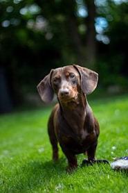 brown short coated dachshund on garden field during daytime