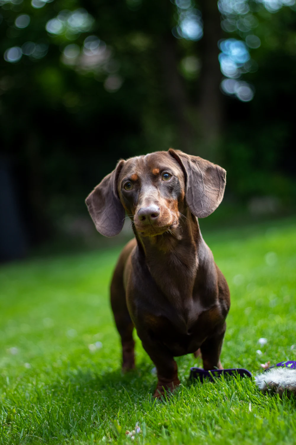 A brown short-haired dachshund standing in a sunny grass yard