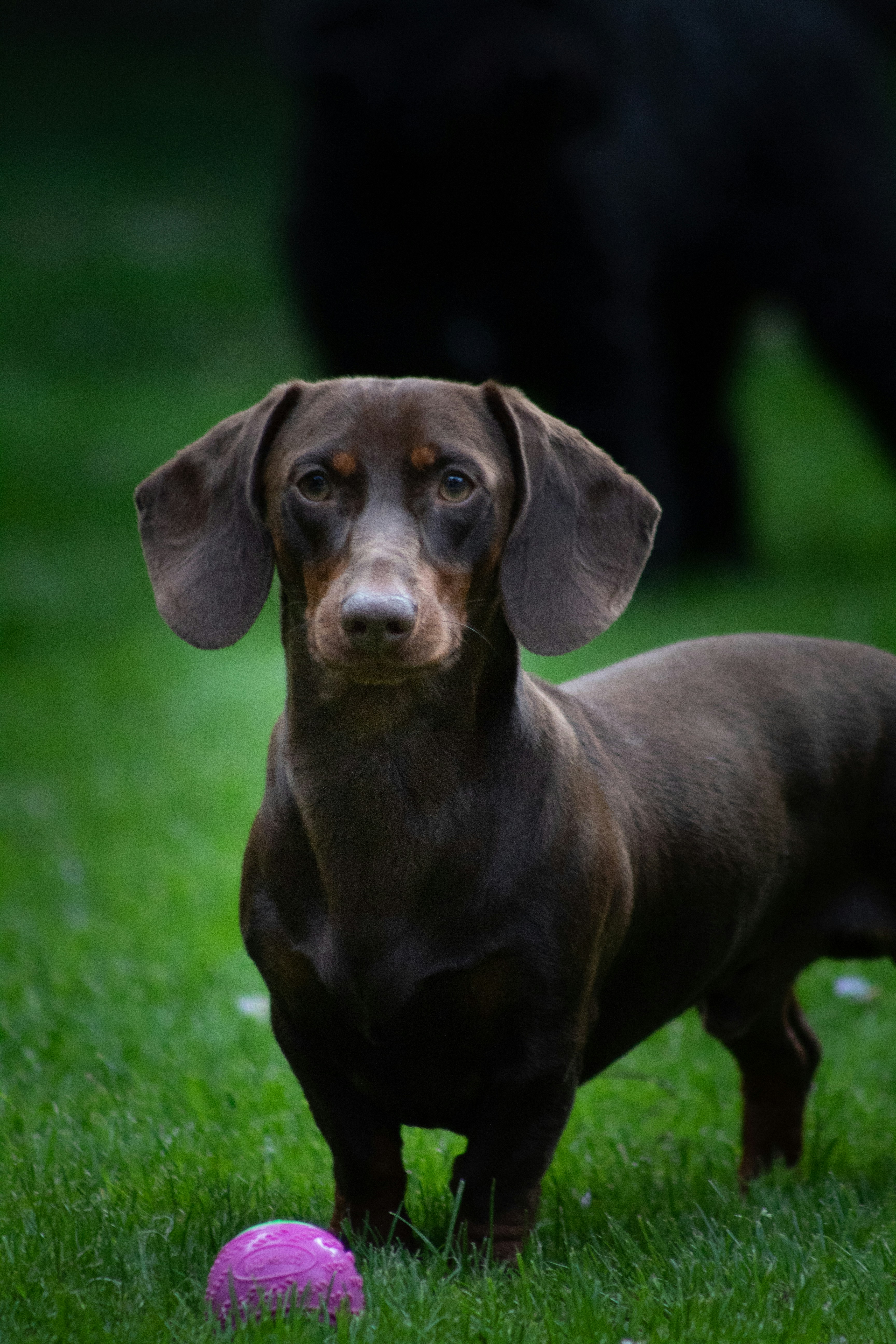 brown dachshund on green grass field during daytime