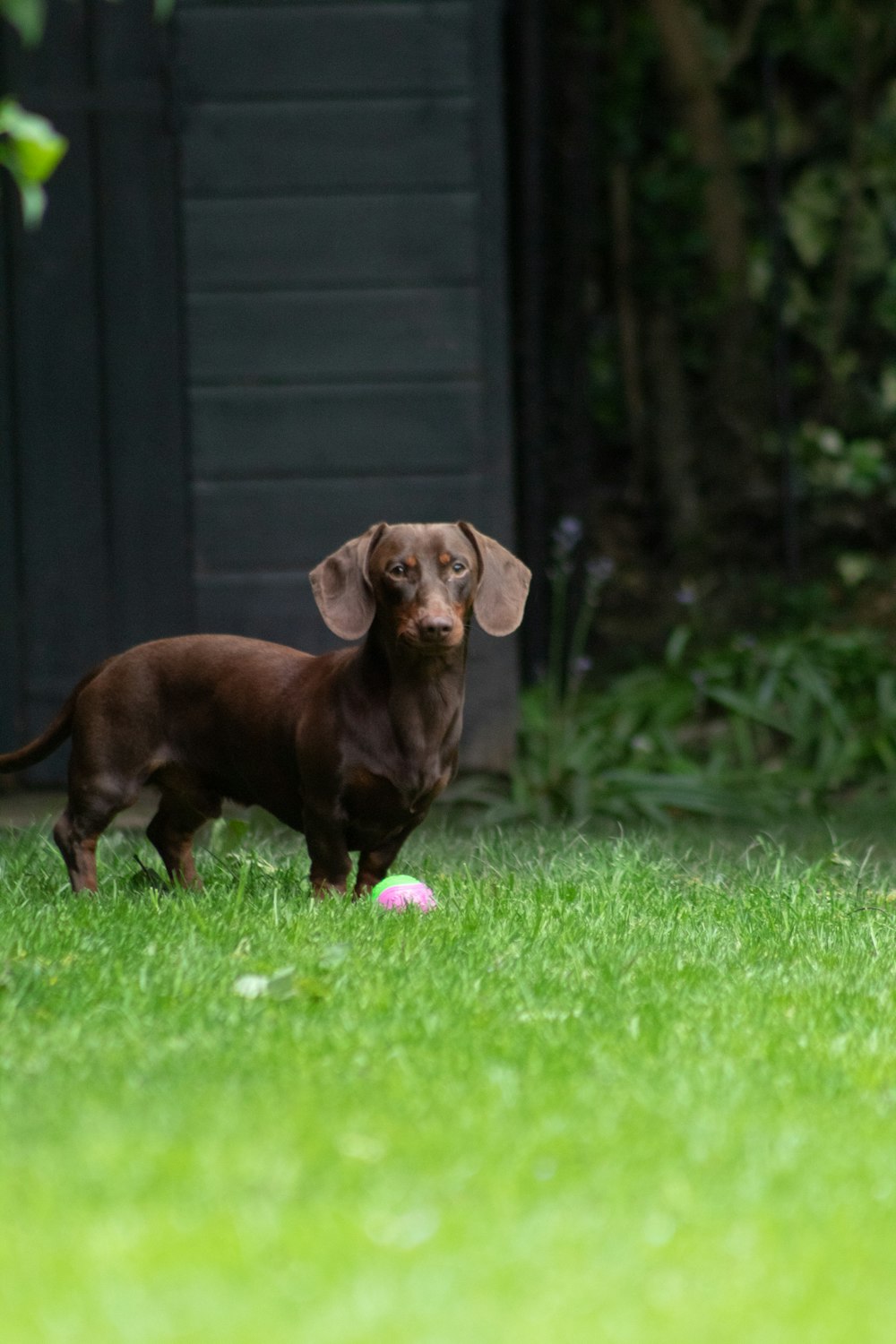brown dachshund puppy on green grass field during daytime