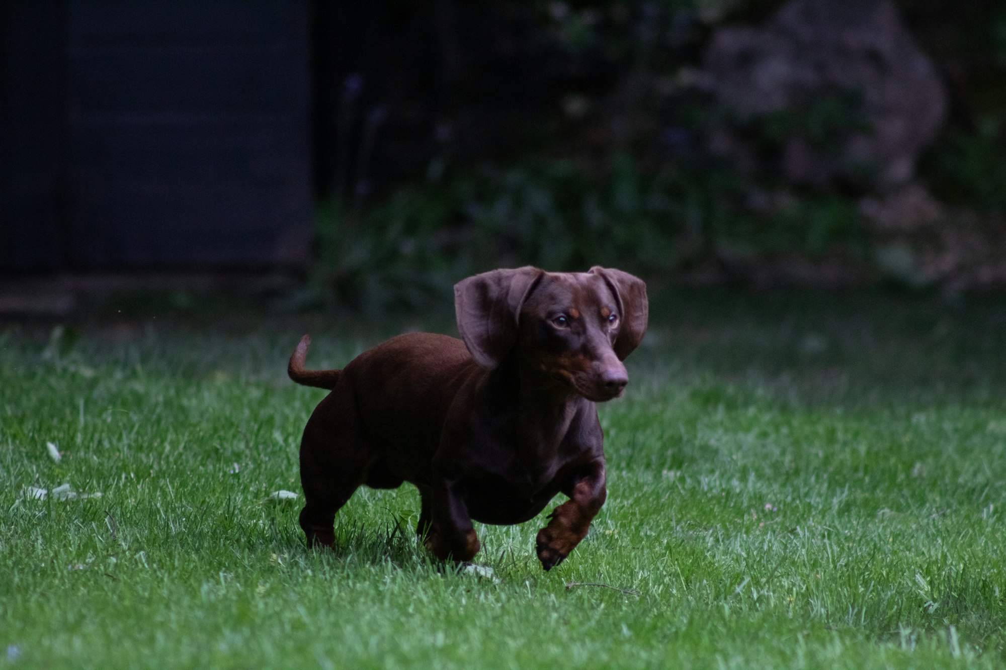 Are Dachshunds Hypoallergenic?