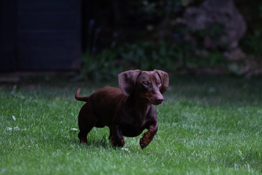 brown short coated puppy on green grass field during daytime