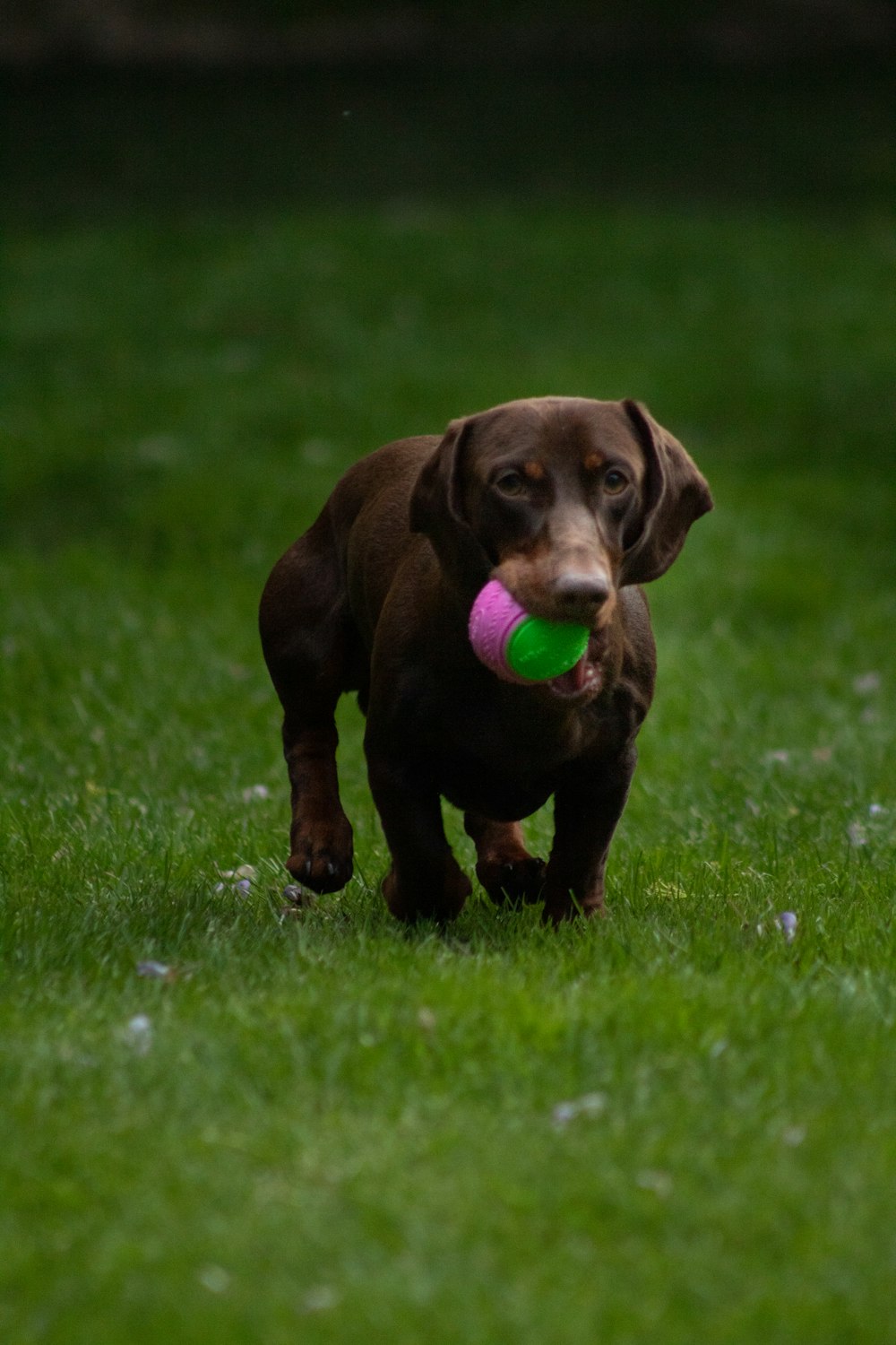 brown short coated dog on green grass field