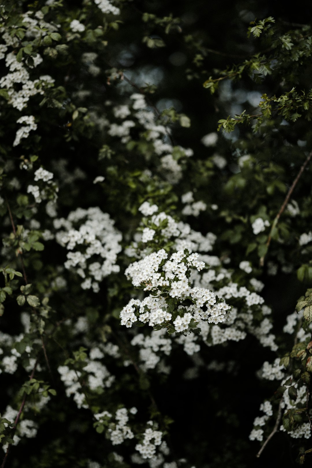 white flowers with green leaves